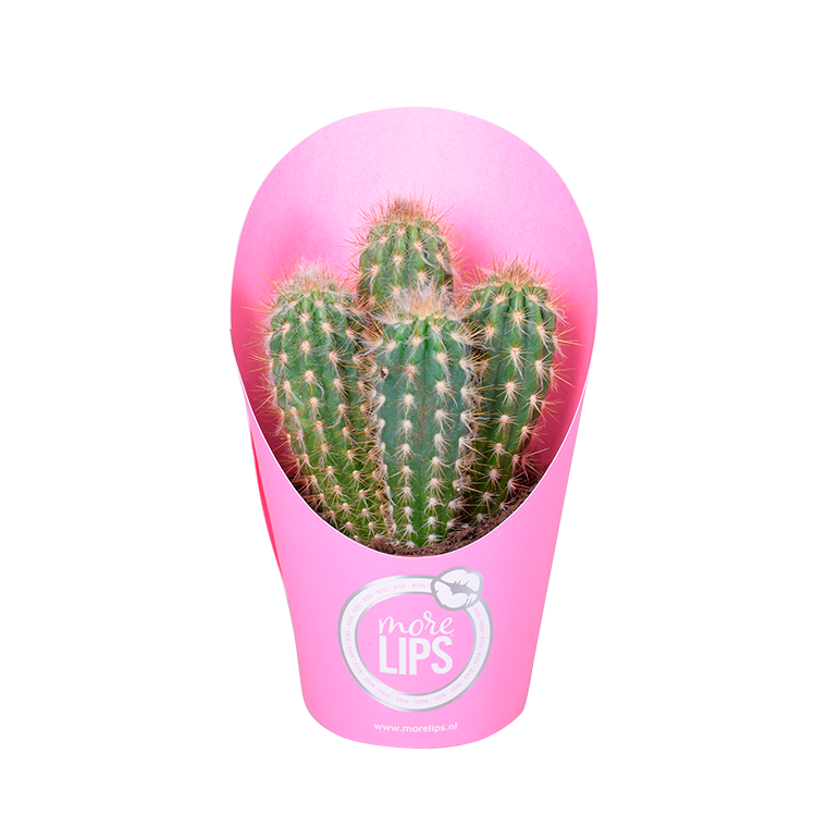 MoreLIPS Cactus